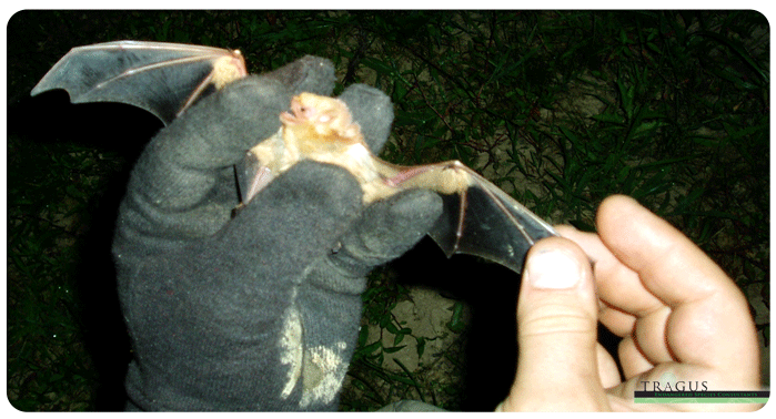 Juvenile Red Bat Identified during Mist Net Survey